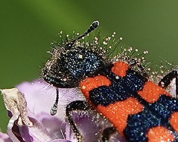soldier beetle